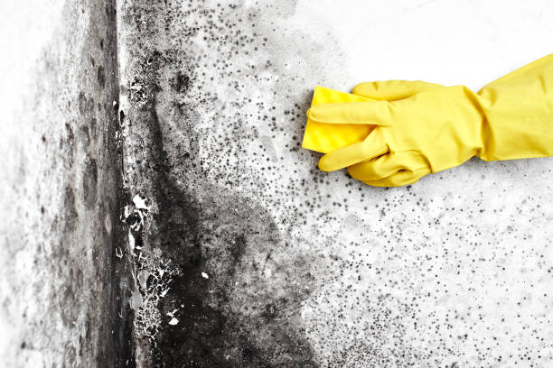 Best Black Mold Removal  in Midlothian, IL