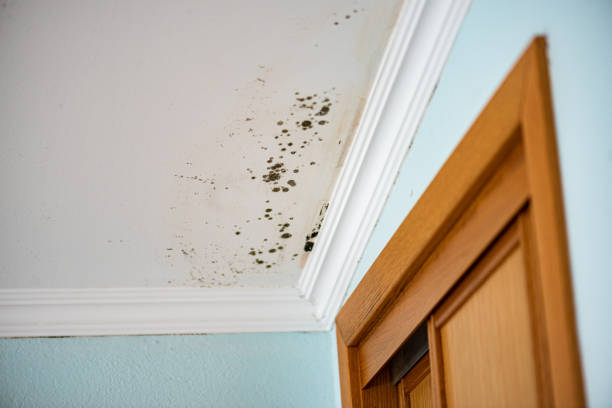 Best Attic Mold Removal  in Midlothian, IL