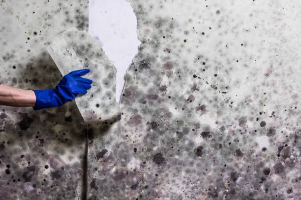 Best Mold Remediation  in Midlothian, IL