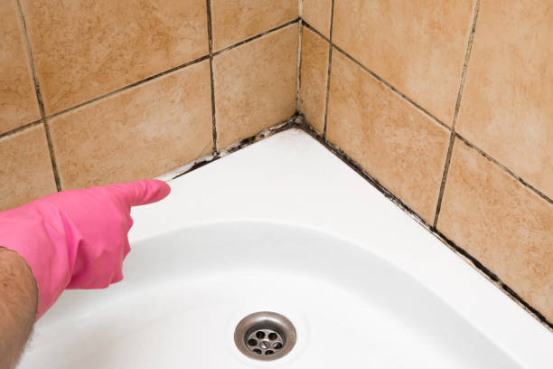 Best Office Mold Removal Services  in Midlothian, IL